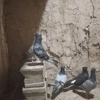 کبوتر مسافتی و رنگی
