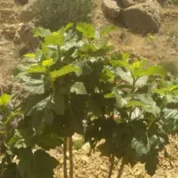 فروش ملک انجیری طرف پل لاهنا