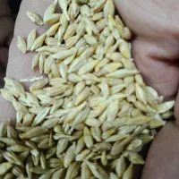 جو بومی|لوازم جانبی حیوانات|حبیب آباد, |دیوار