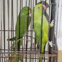 طوطی سبز مولد