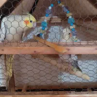 جفت عروس با قفسو..