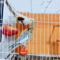 عروس هلندی