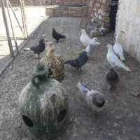 کفتر یجایی