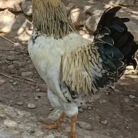 مرغ خروس