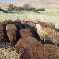 کاور ماده ۷ راس در موچش