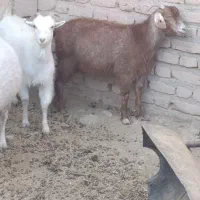 دوتا گیسه یک بز چاق در خونه ای دونه ای 13ملیون