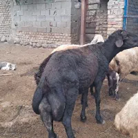 قوچ سه ران جنس دار