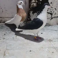 5تا کفتر