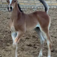 استخدام سرایدار باشگاه سوارکاری