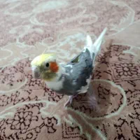 دوتا ماده یک نر