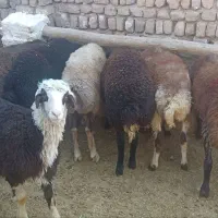 ۹ راس بره افشاری درجه ۱