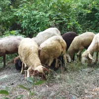 گوسفند و بره