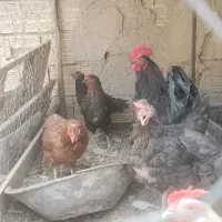 15عددمرغ یک عدد خروس جهادی