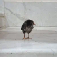 جوجه محلی