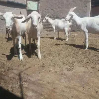 بز سانن اصل یک ماه آبستن و مورسیاه اصل آبستن