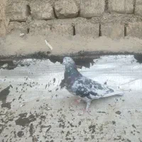 کفتر