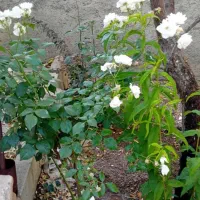 خانه-باغ-ویلایی-فروش-فوری