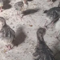 فروش جوجه بوقلمون