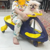 سگ پیکینیز امپریال سلطنتی