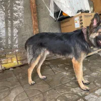 سگ ژرمن
