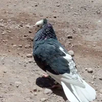 کفتر