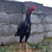 خروس لاری اصل