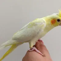 جوجه عروس هلندی و جوجه کوتوله