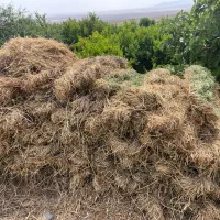یونجه(بیده خشک)