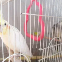 عروس هلندی بلدرچین