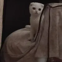 واگذاری بچه گربه اسکاتیش