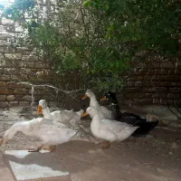 ۵ عدد اردک نر ۸ ماهه