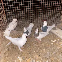 کبوتر