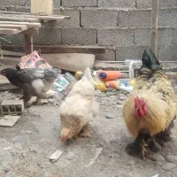 مرغ خروس برهما