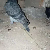 کبوتر جوجه