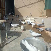 کبوتر فروشی