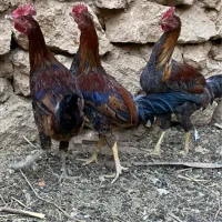 ۴عدد خروس جوان