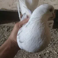 کبوتر|پرنده|آبدانان, |دیوار