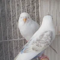 فروش تکی و جفتی مرغ عشق
