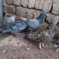 کبوتر