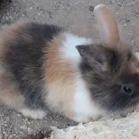 بچه خرگوش زیبا