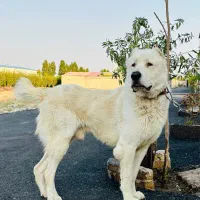 الابای روسی اصل