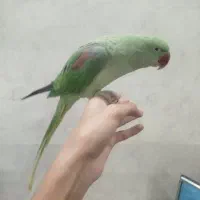 شاه طوطی