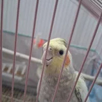 عروس هلندی