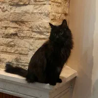 واگذاری رایگان گربه مشکی DLH ماده با تمام وسایل