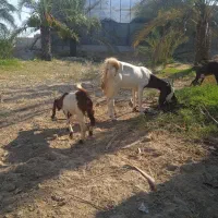 بز خوب هیکلی