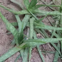 آلئو ورا طبیعی