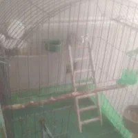 جوجه سهره خاکی