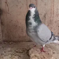 نر خرقه