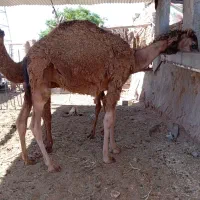 فروش شتر