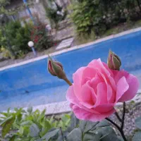 اجاره کوتاه مدت